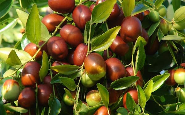 تصویر 1 از قیمت خرید عناب درشت تازه + فروش ویژه